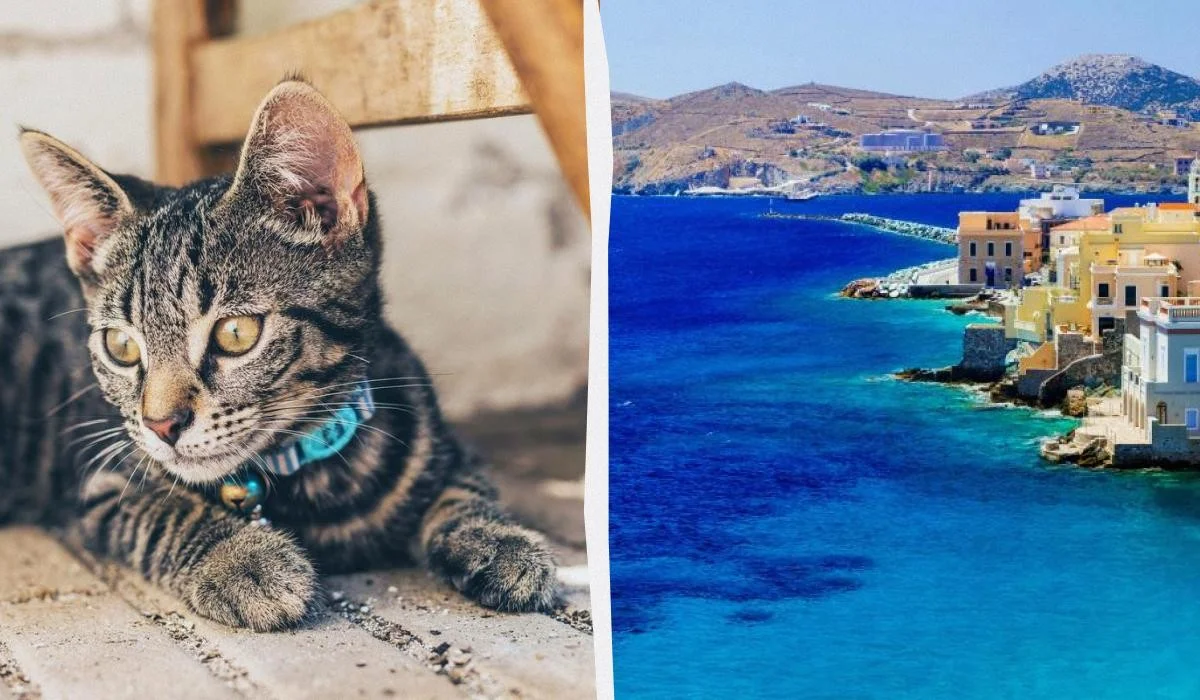 Грецький острів пропонує безкоштовне житло за догляд за котами